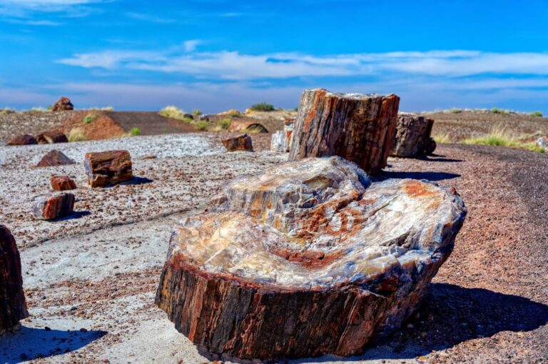 Petrified forest : Un voyage à travers le temps et la nature